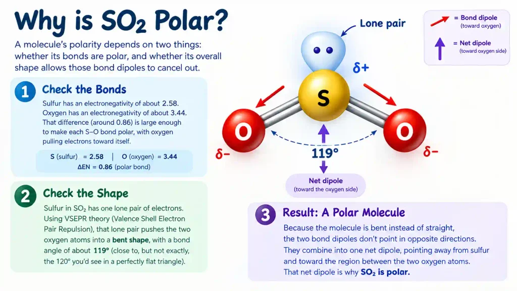 Why Shape Decides Polarity